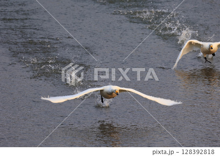 白神山地の赤石川河口より飛び立つ白鳥 128392818