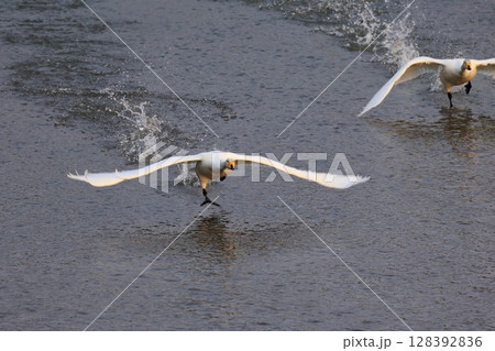 白神山地の赤石川河口より飛び立つ白鳥 128392836