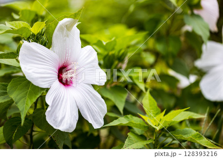 アメリカフヨウ 128393216