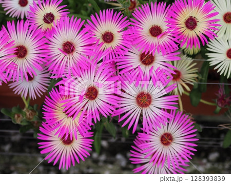 リビングストンデージー (紅玻璃)の花 リビングストンデージー (紅玻璃)の花 128393839
