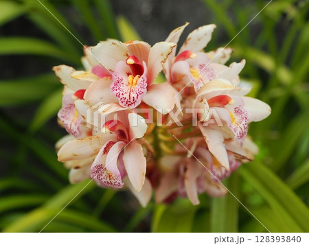 シンビジウム（シンビジューム）の花 128393840