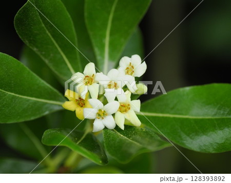 トベラ（海桐花）の白い花 128393892