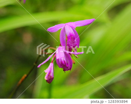 自生するシランの花 自生するシランの花 128393894