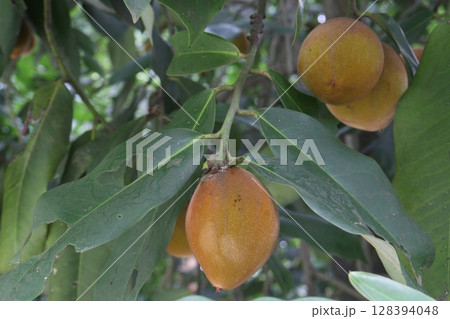 Velvet Apples fruit on tree in farm 128394048