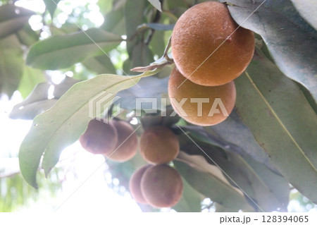 Velvet Apples fruit on tree in farm 128394065