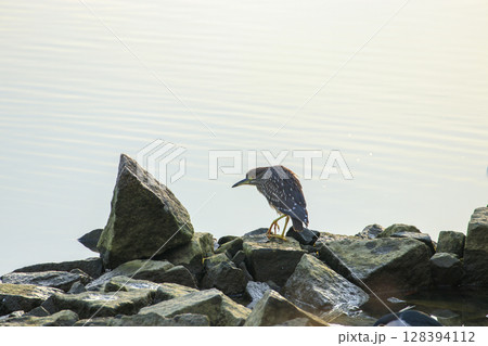 溜池の岸に佇むゴイサギの幼鳥 128394112