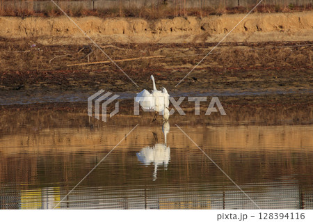 秋色を映すため池に着水する白鷺 秋色を映すため池に着水する白鷺 128394116