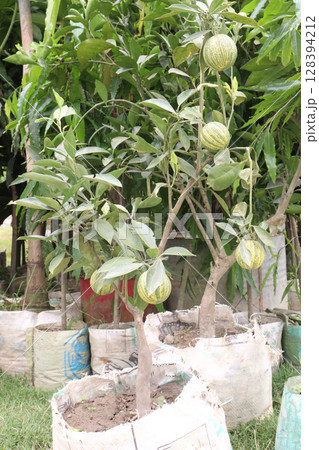 Variegated pink lemon fruit on tree in farm 128394212