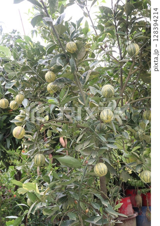 Variegated pink lemon fruit on tree in farm Variegated pink lemon fruit on tree in farm 128394214