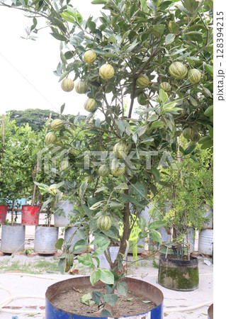 Variegated pink lemon fruit on tree in farm Variegated pink lemon fruit on tree in farm 128394215