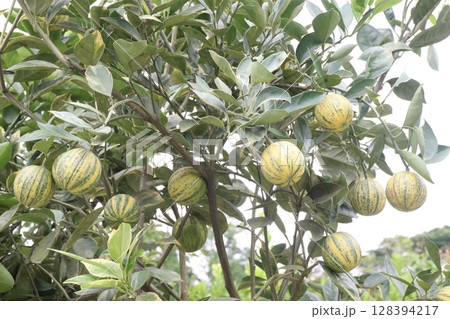 Variegated pink lemon fruit on tree in farm Variegated pink lemon fruit on tree in farm 128394217