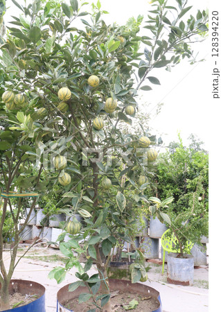 Variegated pink lemon fruit on tree in farm 128394220