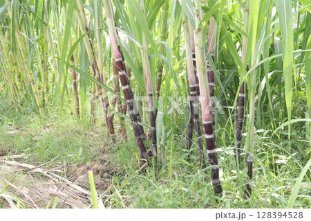sugarcane plant on farm for harvest 128394528