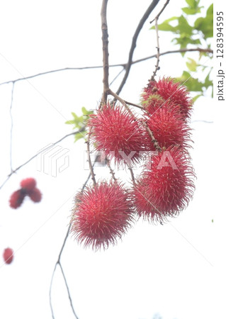 Rambutan on tree in farm for harvest 128394595