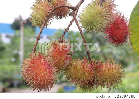 Rambutan on tree in farm for harvest 128394599