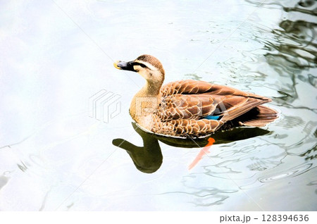 水辺で泳ぐカルガモ 水辺で泳ぐカルガモ 128394636