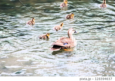 川を泳ぐカルガモの親子 川を泳ぐカルガモの親子 128394637