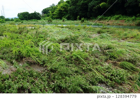 川が増水して河川敷の雑草をなぎ倒した出水跡の風景 川が増水して河川敷の雑草をなぎ倒した出水跡の風景 128394779