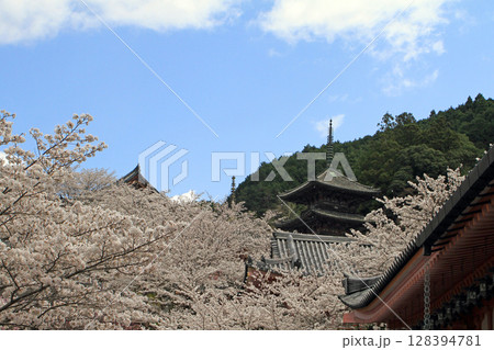桜に包まれた壺阪寺の境内 128394781