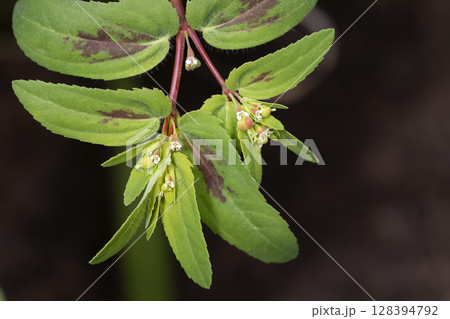 オオニシキソウ オオニシキソウ 128394792