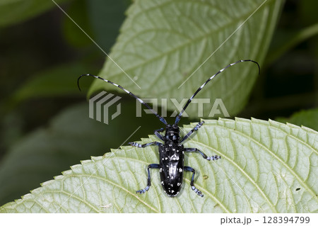 ゴマダラカミキリ 128394799