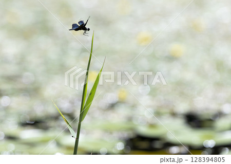 チョウトンボ 128394805