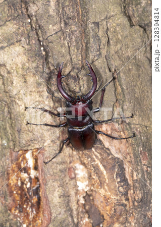 ノコギリクワガタ ノコギリクワガタ 128394814