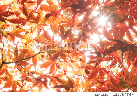 秋の日差しと赤もみじ 秋の日差しと赤もみじ 128394847