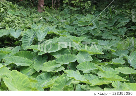 Taro Plant on farm for harvest Taro Plant on farm for harvest 128395080