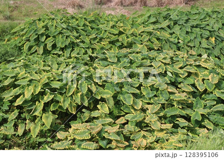 Taro Plant on farm for harvest Taro Plant on farm for harvest 128395106