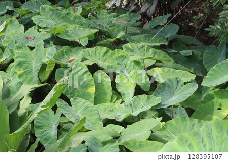 Taro Plant on farm for harvest 128395107