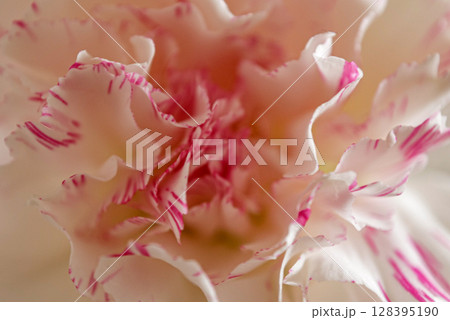 芍薬の花 芍薬の花 128395190