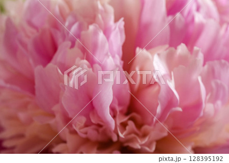 芍薬の花 芍薬の花 128395192
