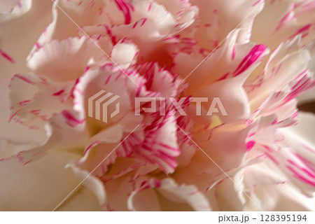 芍薬の花 芍薬の花 128395194