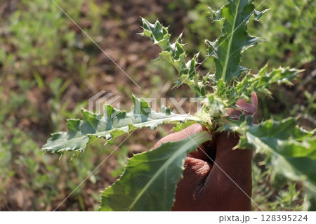 Creeping Thistle plant also called Prickly Plants on field 128395224