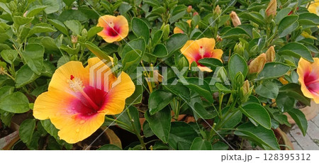 Shoeblackplant flower plant on nursery Shoeblackplant flower plant on nursery 128395312
