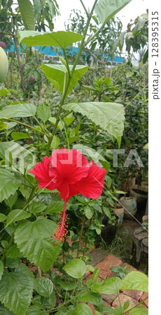 Shoeblackplant flower plant on nursery Shoeblackplant flower plant on nursery 128395315