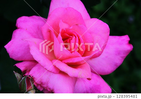 バラ　ばら　薔薇 128395481