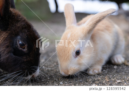 挨拶をする子うさぎ 128395542