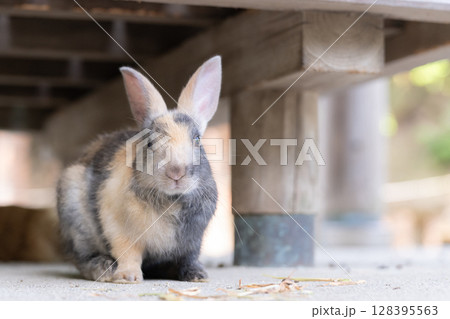 子ウサギの記念撮影 128395563
