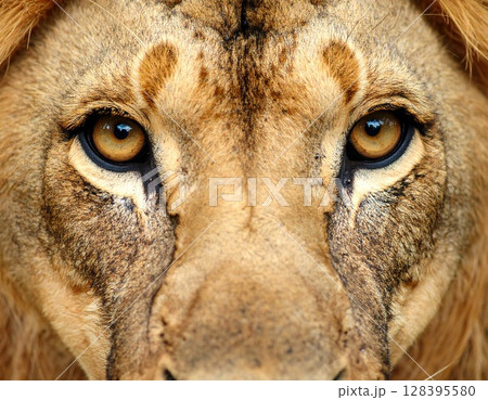 ライオンの鋭い目つき ライオンの鋭い目つき 128395580