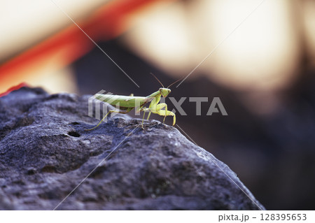 見つめるカマキリ 見つめるカマキリ 128395653