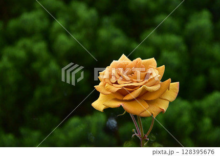 薔薇の花 128395676