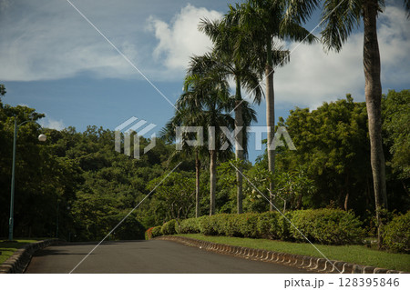 Pathway winds through a serene park with palm trees 128395846