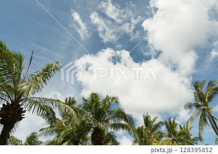Palm trees stand tall under a vibrant sky filled with clouds 128395852