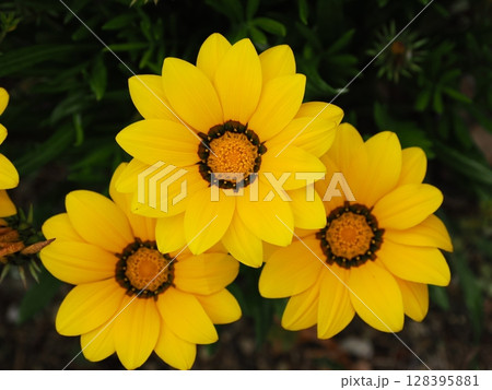 黄色いガザニアの花 128395881