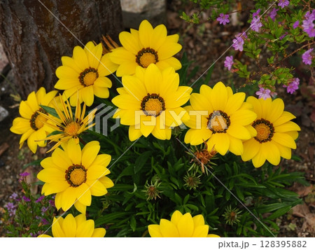 黄色いガザニアの花 128395882