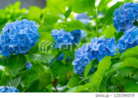 あじさい・埼玉県　権現堂公園 128396059