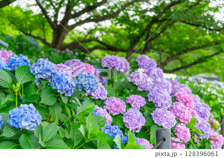 あじさい・埼玉県　権現堂公園 128396061