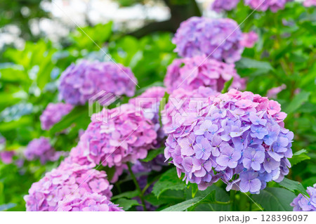 あじさい・埼玉県 権現堂公園 あじさい・埼玉県 権現堂公園 128396097